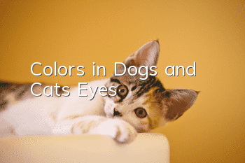 Colors in Dogs and Cats' Eyes