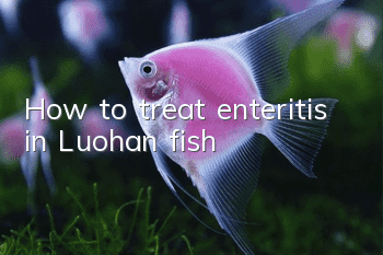 How to treat enteritis in Luohan fish