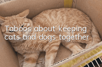 Taboos about keeping cats and dogs together
