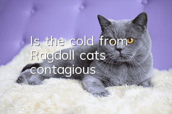 Is the cold from Ragdoll cats contagious?