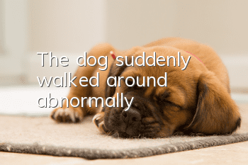 The dog suddenly walked around abnormally