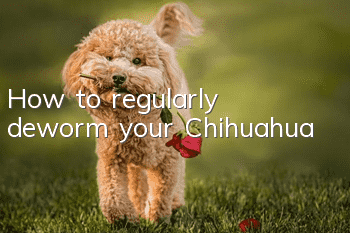 How to regularly deworm your Chihuahua