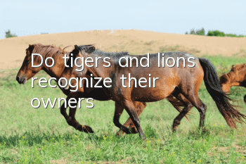 Do tigers and lions recognize their owners?