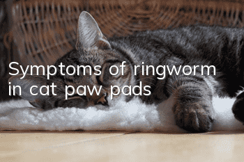 Symptoms of ringworm in cat paw pads