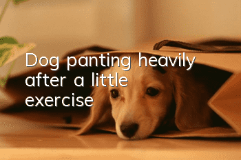 Dog panting heavily after a little exercise