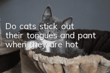 Do cats stick out their tongues and pant when they are hot?