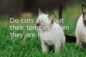 Do cats stick out their tongues when they are hot?