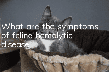What are the symptoms of feline hemolytic disease?