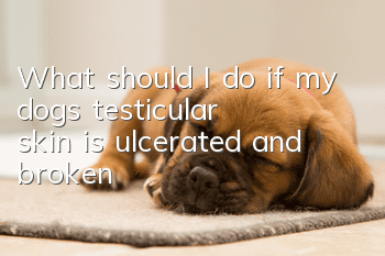 What should I do if my dog’s testicular skin is ulcerated and broken?