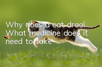 Why does a cat drool? What medicine does it need to take?