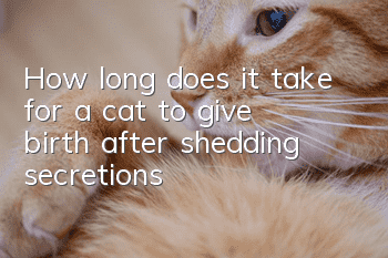 How long does it take for a cat to give birth after shedding secretions?
