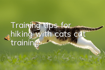 Training tips for hiking with cats, cat training!