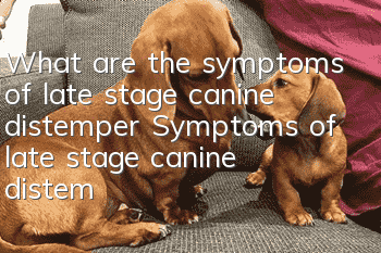 What are the symptoms of late stage canine distemper? Symptoms of late stage canine distemper!