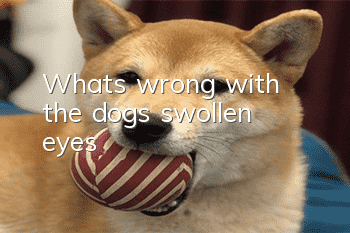 What's wrong with the dog's swollen eyes?