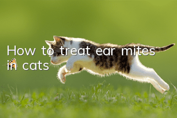How to treat ear mites in cats