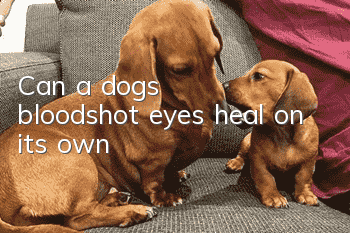 Can a dog’s bloodshot eyes heal on its own?