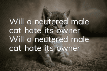 Will a neutered male cat hate its owner? Will a neutered male cat hate its owner?