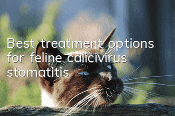Best treatment options for feline calicivirus stomatitis