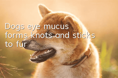 Dog's eye mucus forms knots and sticks to fur