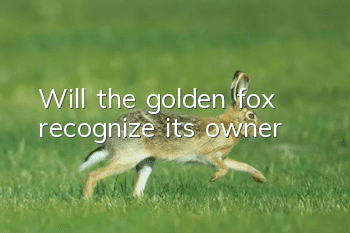 Will the golden fox recognize its owner?