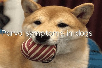 Parvo symptoms in dogs