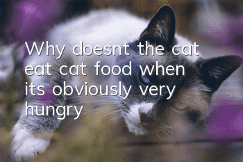Why doesn’t the cat eat cat food when it’s obviously very hungry?