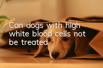 Can dogs with high white blood cells not be treated?