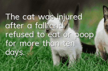 The cat was injured after a fall and refused to eat or poop for more than ten days.