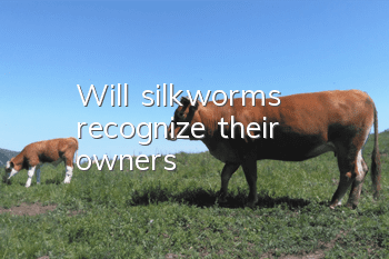 Will silkworms recognize their owners?