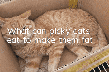 What can picky cats eat to make them fat?