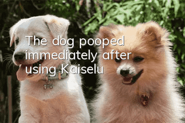 The dog pooped immediately after using Kaiselu