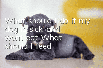 What should I do if my dog ​​is sick and won’t eat? What should I feed?