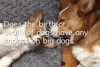 Does the birth or death of dogs have any impact on big dogs?