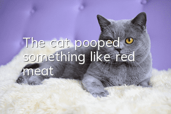 The cat pooped something like red meat