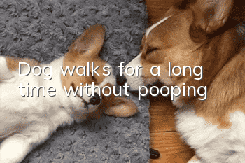 Dog walks for a long time without pooping
