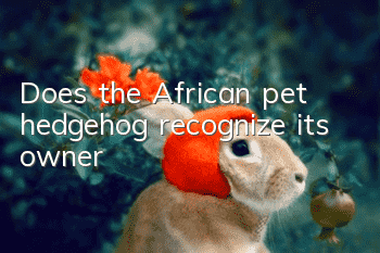 Does the African pet hedgehog recognize its owner?