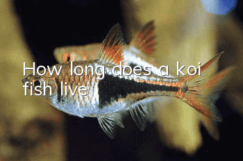 How long does a koi fish live?