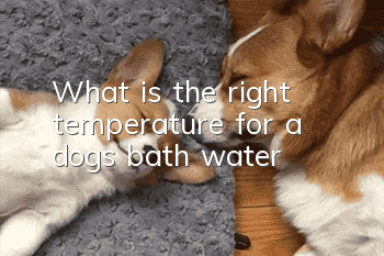 What is the right temperature for a dog’s bath water?
