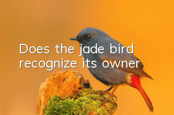 Does the jade bird recognize its owner?