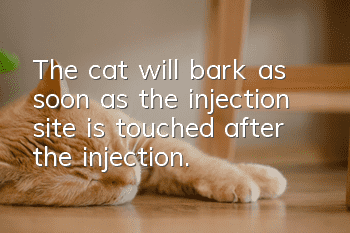 The cat will bark as soon as the injection site is touched after the injection.