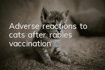 Adverse reactions to cats after rabies vaccination