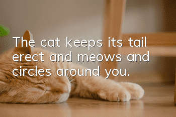 The cat keeps its tail erect and meows and circles around you.