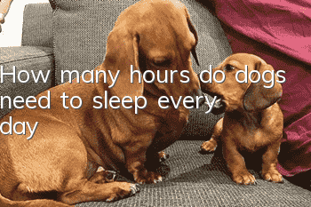 How many hours do dogs need to sleep every day?