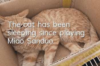 The cat has been sleeping since playing Miao Sanduo
