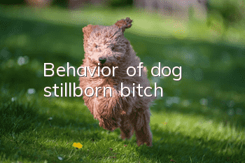 Behavior of dog stillborn bitch