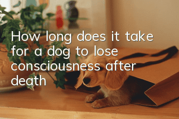 How long does it take for a dog to lose consciousness after death?