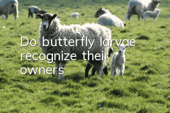 Do butterfly larvae recognize their owners?