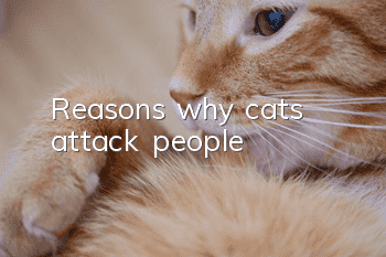 Reasons why cats attack people