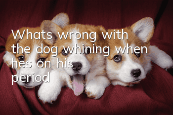 What's wrong with the dog whining when he's on his period?