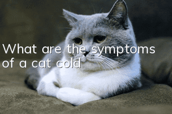 What are the symptoms of a cat cold?